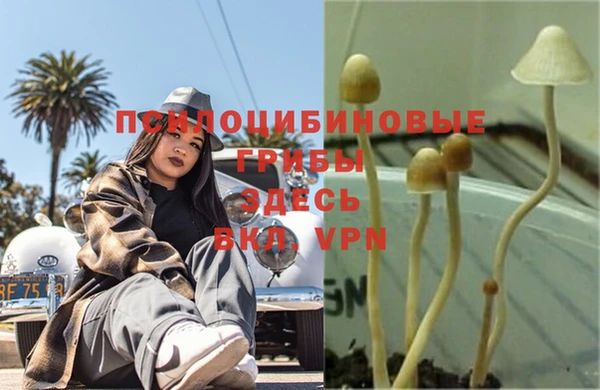 ГАЛЛЮЦИНОГЕННЫЕ ГРИБЫ Бородино