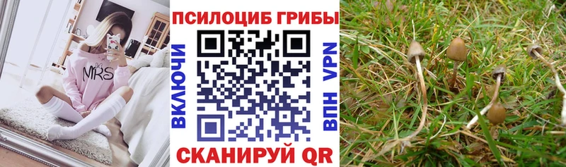 Псилоцибиновые грибы Psilocybe  где купить   KRAKEN сайт  Пересвет 